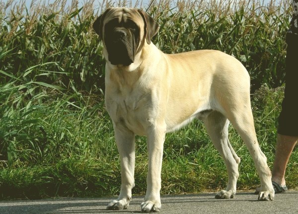 Old English Mastiff