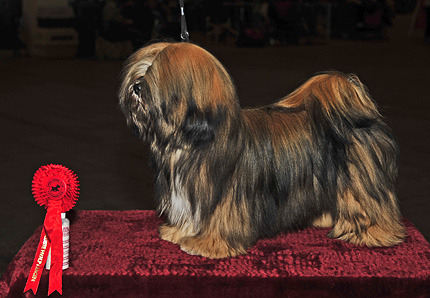 Lhasa Apso