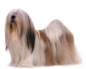 Lhasa Apso