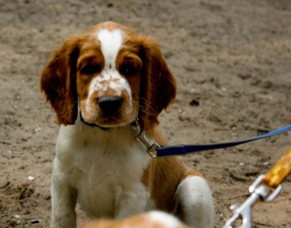 Welsh Springer Spaniel