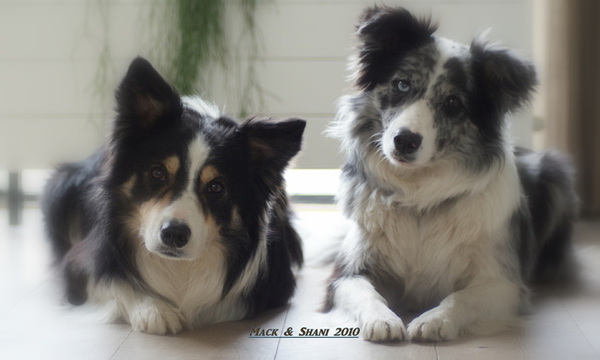 Border Collie