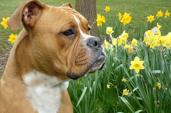 Old English Bulldog