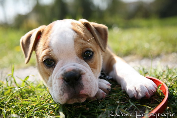 Old English Bulldog