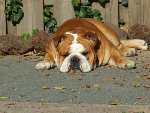 Engelse Bulldog