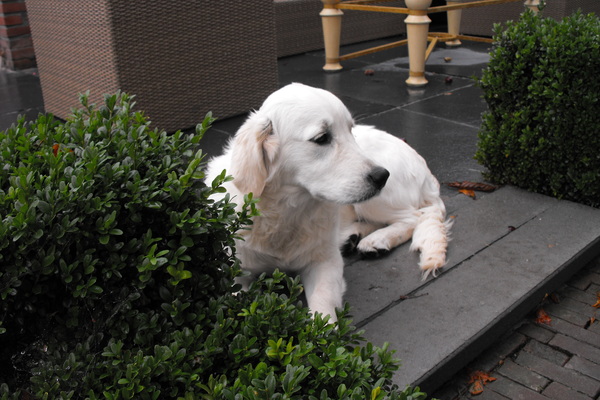 Golden Retriever