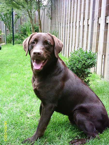 Labrador