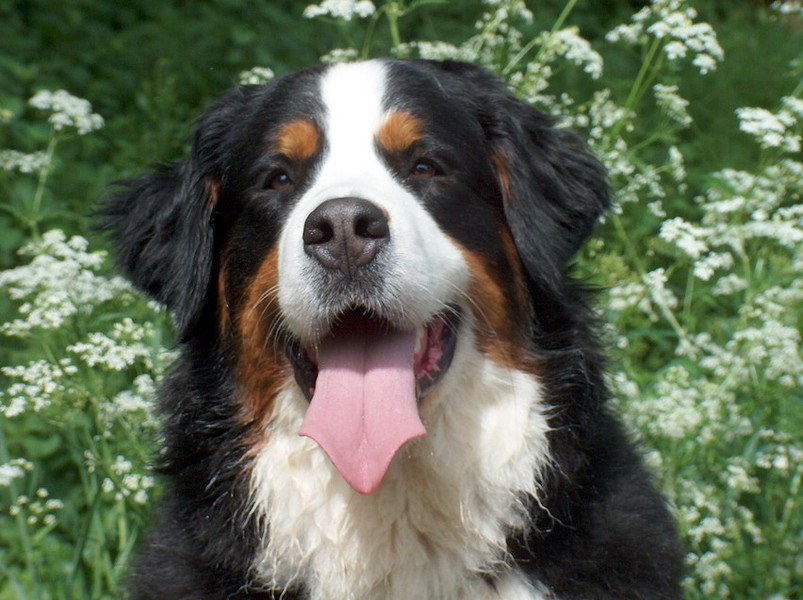 Berner Sennenhond