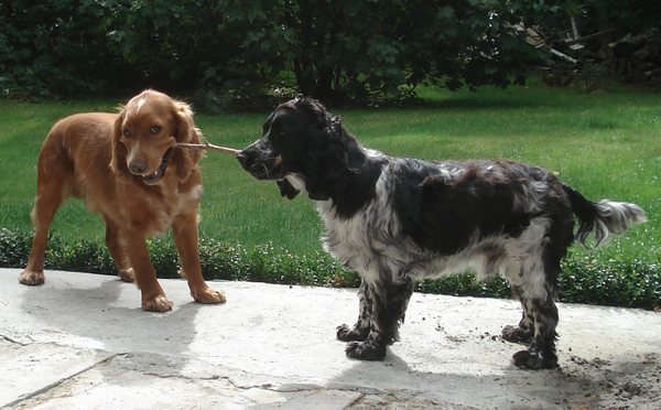 Engelse Cocker Spaniel