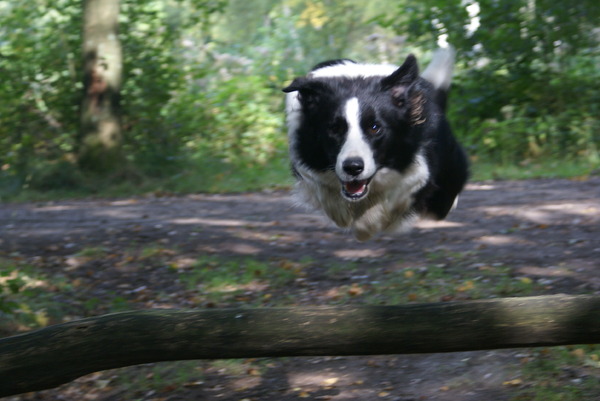 Border Collie