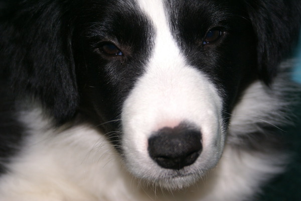 Border Collie