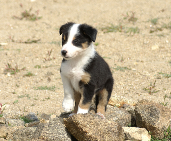 Border Collie