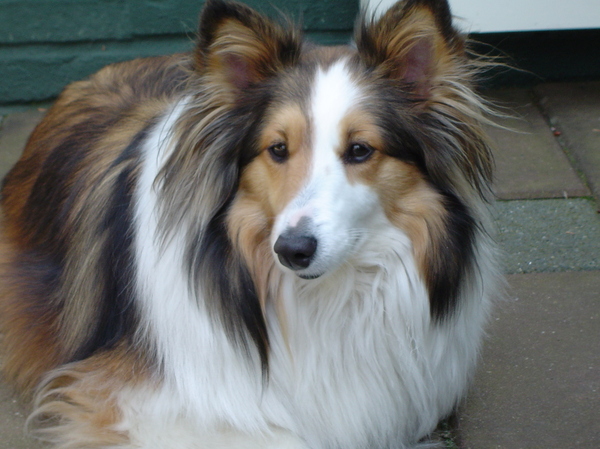 Sheltie