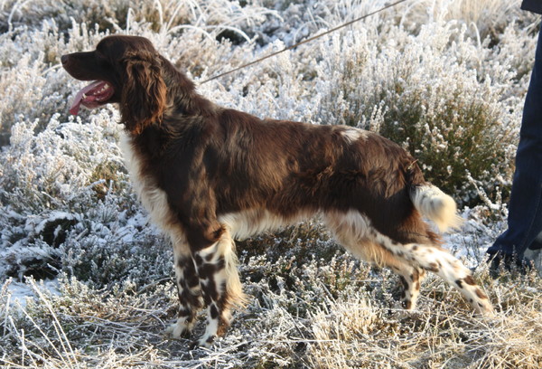 Duitse Staande Hond, Langhaar