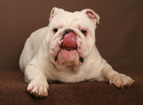 Engelse Bulldog