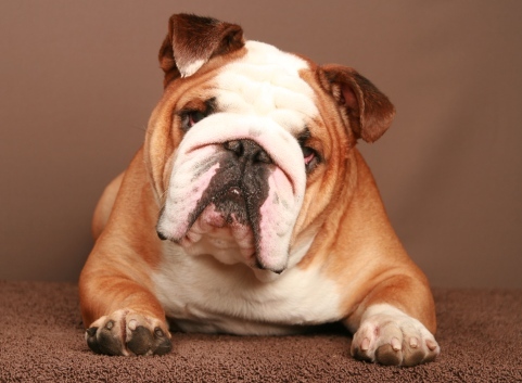 Engelse Bulldog