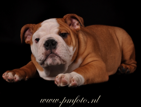 Engelse Bulldog