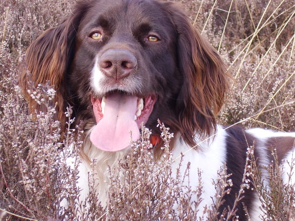 Duitse Staande Hond, Langhaar