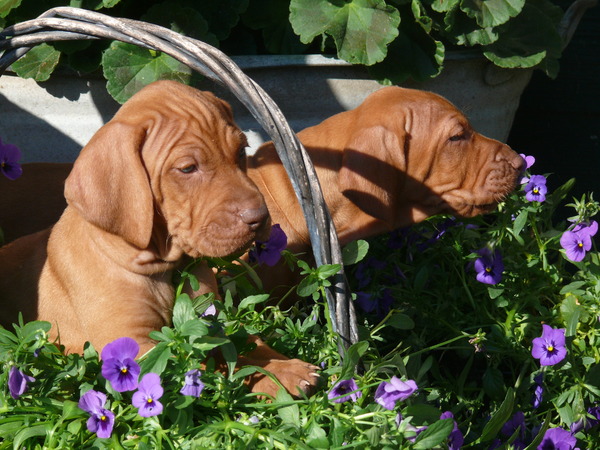 Vizsla (Hongaarse staande hond)