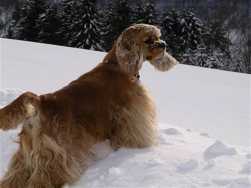 Amerikaanse Cockerspaniel