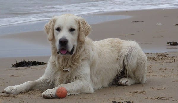 Golden Retriever