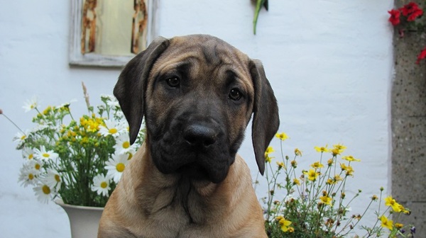 Dogo Canario