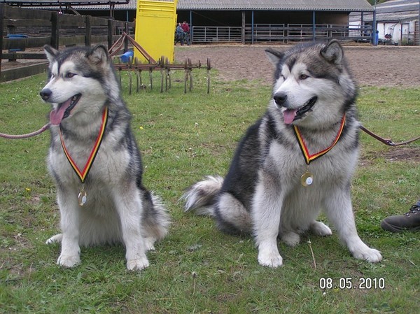 Alaskan Malamute