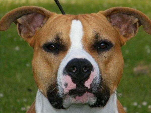 American Staffordshire Terrier