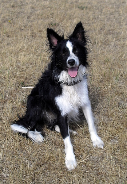 Border Collie