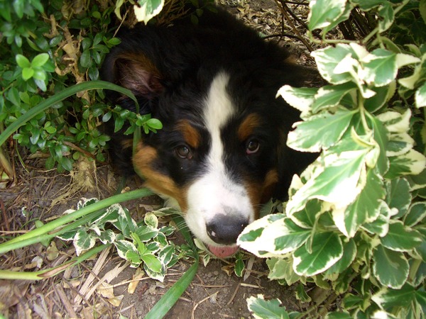 Berner Sennenhond