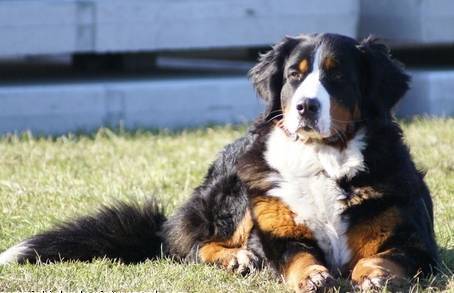 Berner Sennenhond