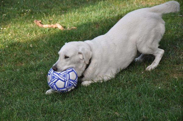 Laïka als stervoetbalster