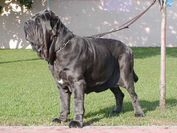 Mastino Napoletano