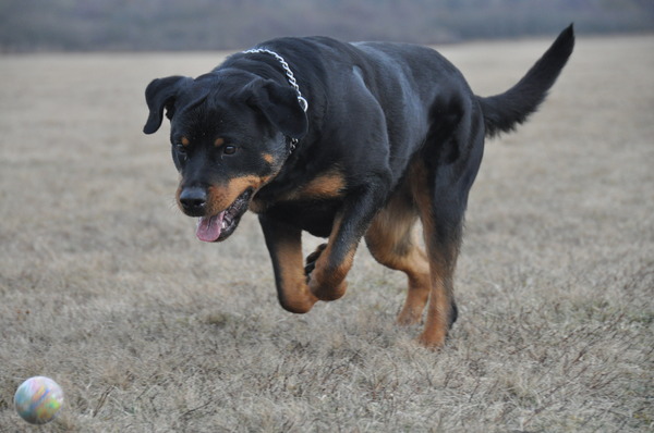 Sprong naar de bal