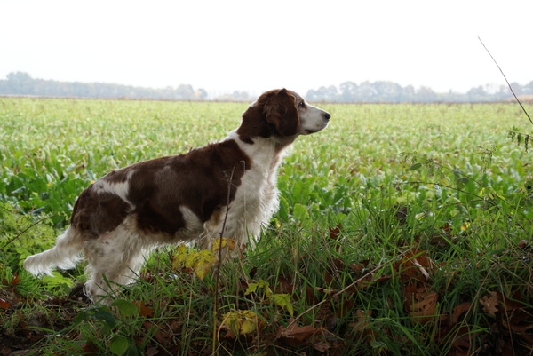 Welsh Springer Spaniel