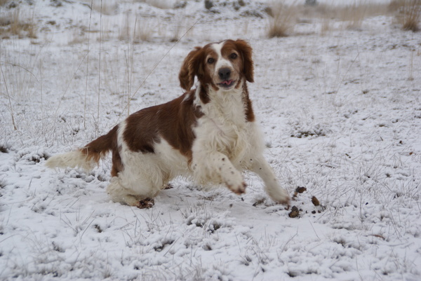 Welsh Springer Spaniel