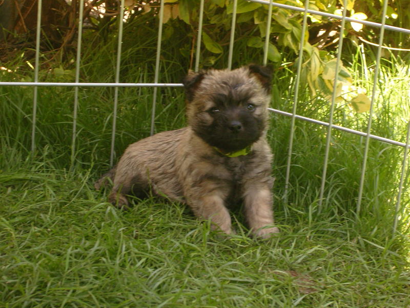 Cairn Terrier