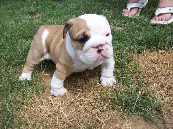 Engelse Bulldog