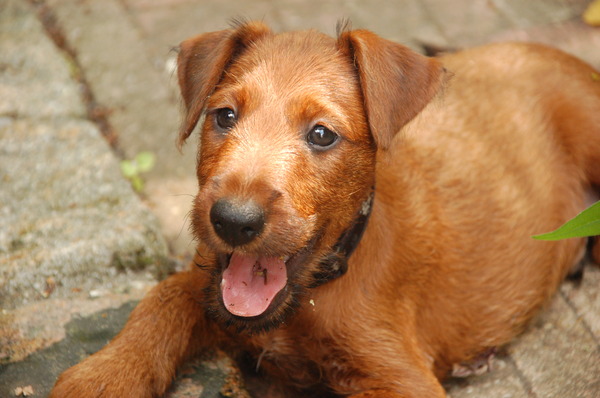 Ierse Terrier