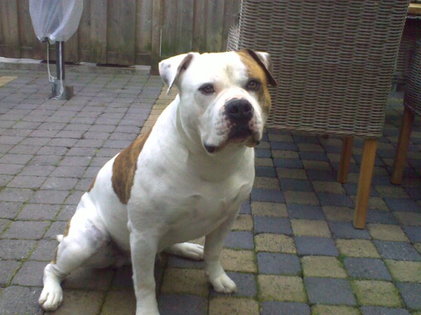 Amerikaanse Bulldog