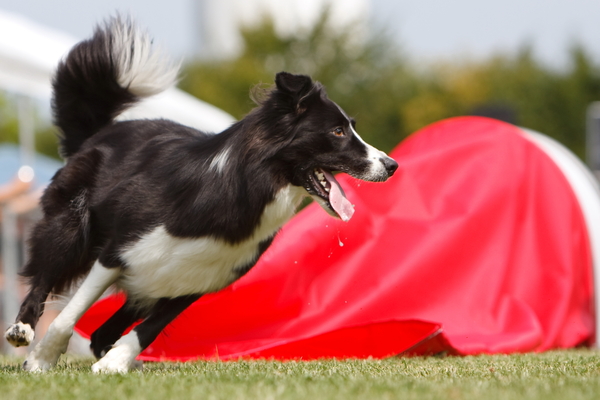 Border Collie