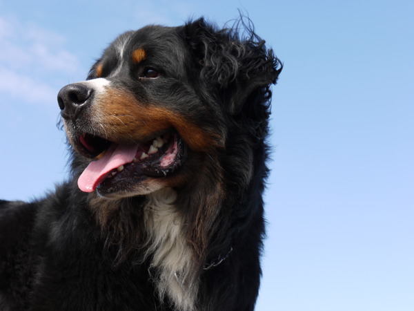 Berner Sennenhond