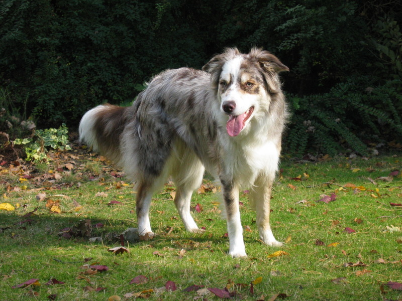 Border Collie