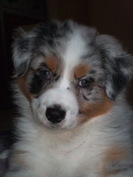 Australian Shepherd