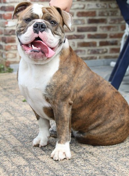 Old English Bulldog