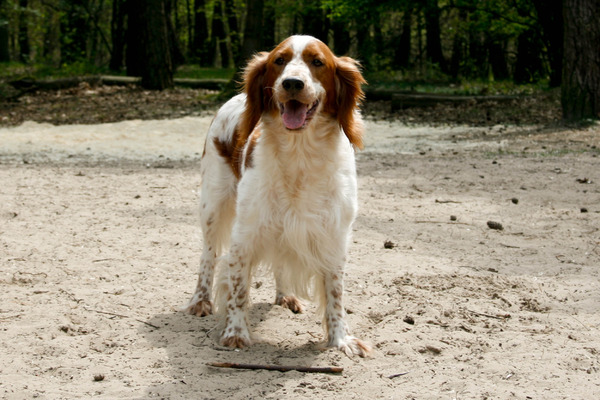 Welsh Springer Spaniel