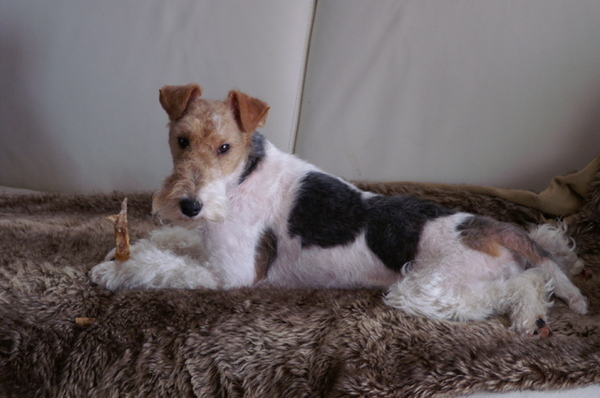 Foxterrier, draadhaar