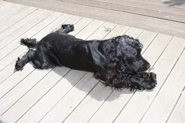 Engelse Cocker Spaniel