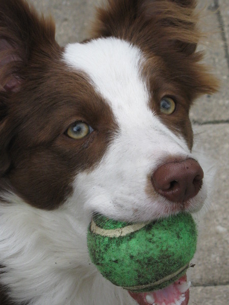 Border Collie