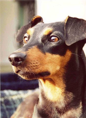 Duitse Pinscher