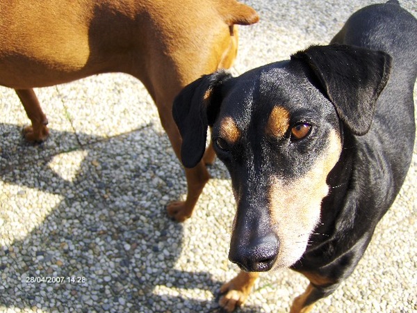 Duitse Pinscher